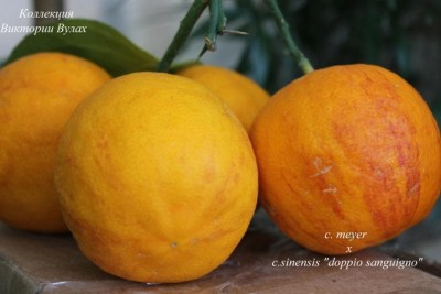 2 c. meyerii x c.sinensis doppio sanguigno3 - 
